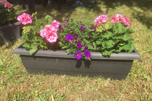 jardinière rose et violette